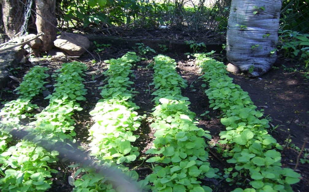 PLANT - Professional Learning and Agrifood Network for Training