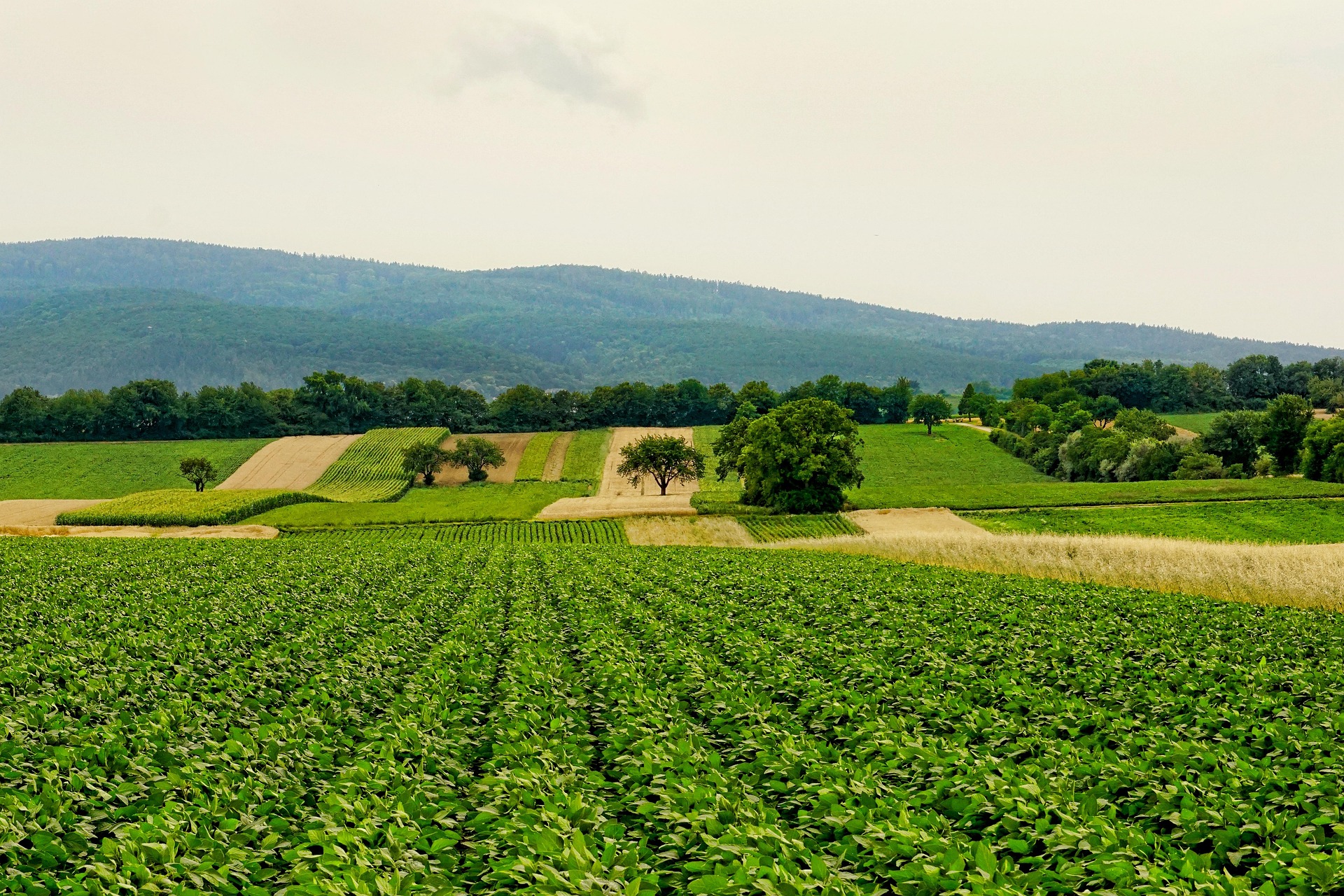 Making Innovation Work for Kenya’s Farmers